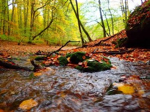 Wandern im Pfälzerwald